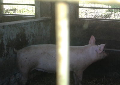 A pig in it's pen at the Kyahja Agricultural Resource Center.jpg